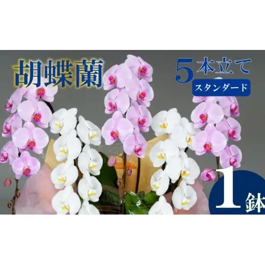 胡蝶蘭 5本立て 紅白 スタンダード