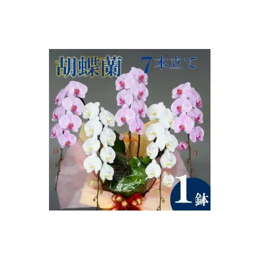 花 胡蝶蘭 7本立て 紅白