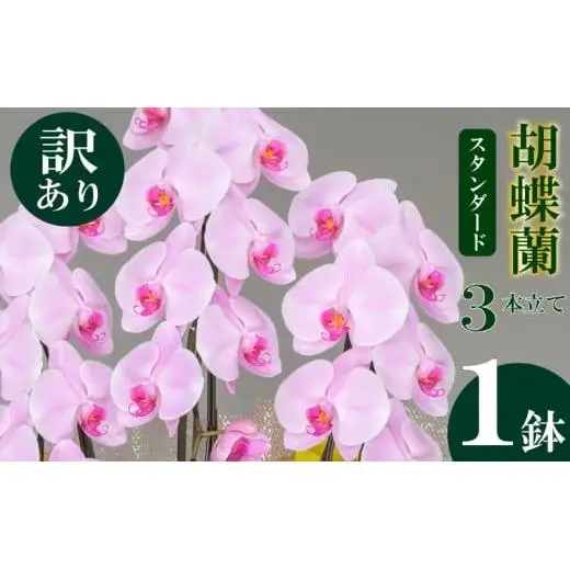 【訳あり】胡蝶蘭 3本立て ピンク スタンダード お祝い 須崎洋蘭園 SY013