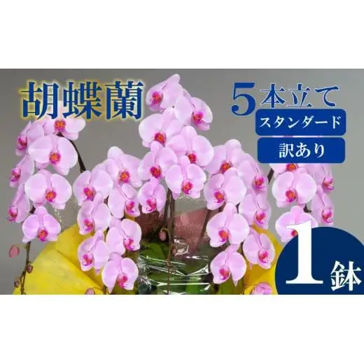 【訳あり】 胡蝶蘭 5本立て ピンク スタンダード 