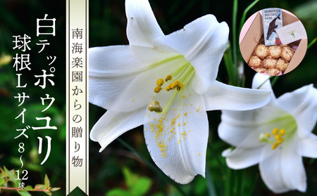 ■沖永良部島産 白テッポウユリ（ えらぶ百合 ）球根Lサイズ（8～12球） W008-021u 雑貨 日用品 花