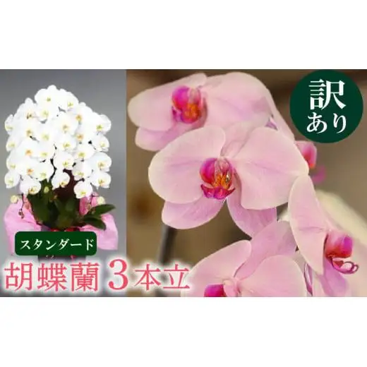【訳あり】胡蝶蘭 3本立て 白 スタンダード お祝い 須崎洋蘭園 SY016