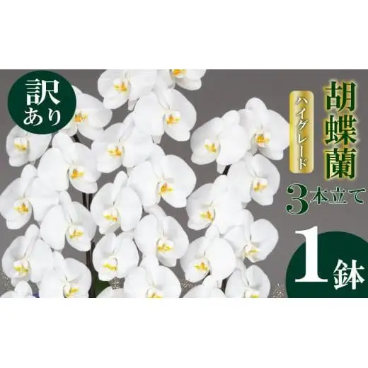 【訳あり】胡蝶蘭 3本立て 白 ハイグレード お祝い 須崎洋蘭園 SY017