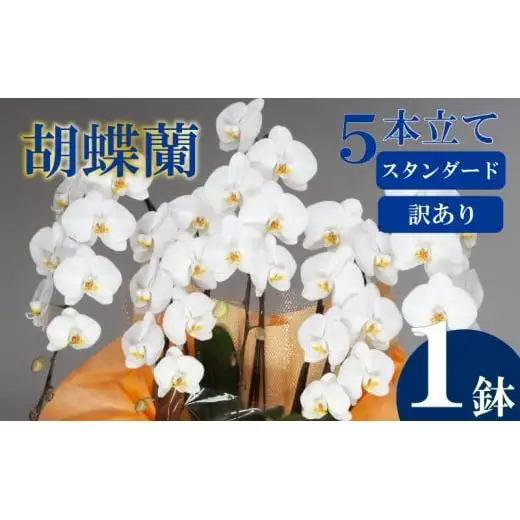 【訳あり】 胡蝶蘭 5本立て 白 スタンダード