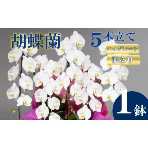 【訳あり】 胡蝶蘭 5本立て 白 ハイグレード