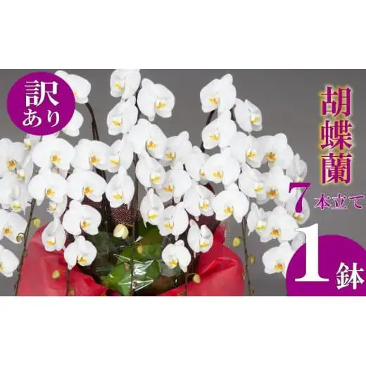 【訳あり】 胡蝶蘭 7本立て 白