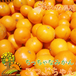 ちっちゃな 有田みかん こつぶみかん 5kg （3S～2Sサイズ混合）| 小粒 光センサー選別 温州みかん みかん 柑橘 果物 くだもの フルーツ