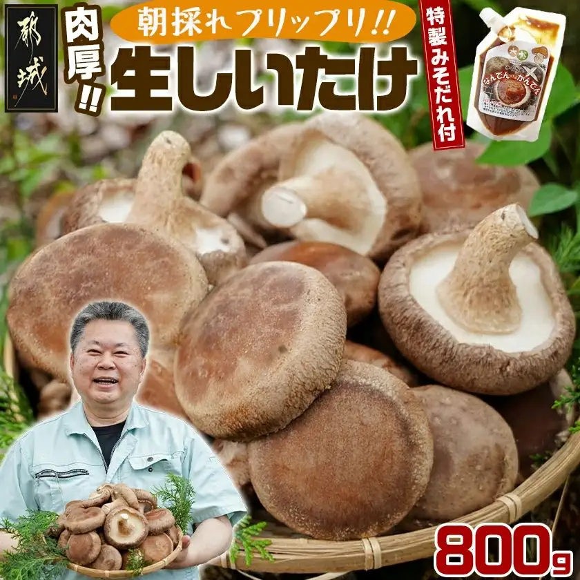 都城産朝採れ肉厚生しいたけ〔AA-8701〕_(都城市) 特製みそだれ付き 朝採れ生椎茸 約400g×1袋・約200g×2袋 計800g どんこ椎茸 贈り物・ギフトにも 国産 宮崎県産 チーズとも相性抜群 山之口町産 冷蔵保存 冷凍保存可
