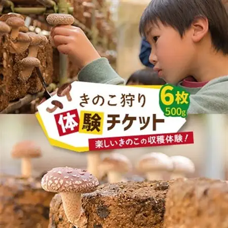 きのこ狩り体験チケット×6枚(500g)_旅行券・チケット  体験チケット _【1288606】