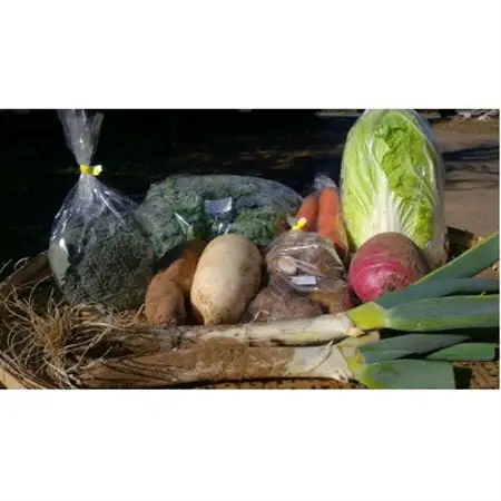 ≪畑から直送≫旬の野菜10種セット_野菜 人参 根菜 にんじん ニンジン  野菜   _【配送不可地域：離島】【1290013】