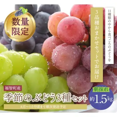 Y20-03 【2026年発送】《予約受付》 季節のぶどう3種セット 約1.5kg シャインマスカット ピオーネ クイーンニーナ ナガノパープル バイオレットキング マイハート マスカ・サーティーン マスカット・ノワール スカーレット 天晴 瀬戸ジャイアンツ