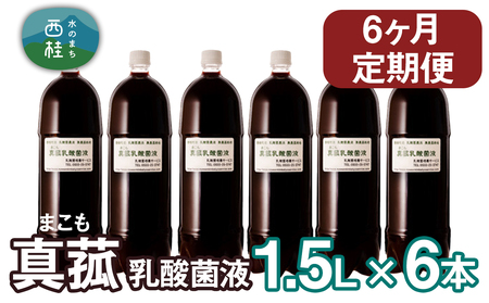 【定期便】真菰（まこも）乳酸菌液　1.5L×6本　6ヶ月定期便【n0511-06_nyu】