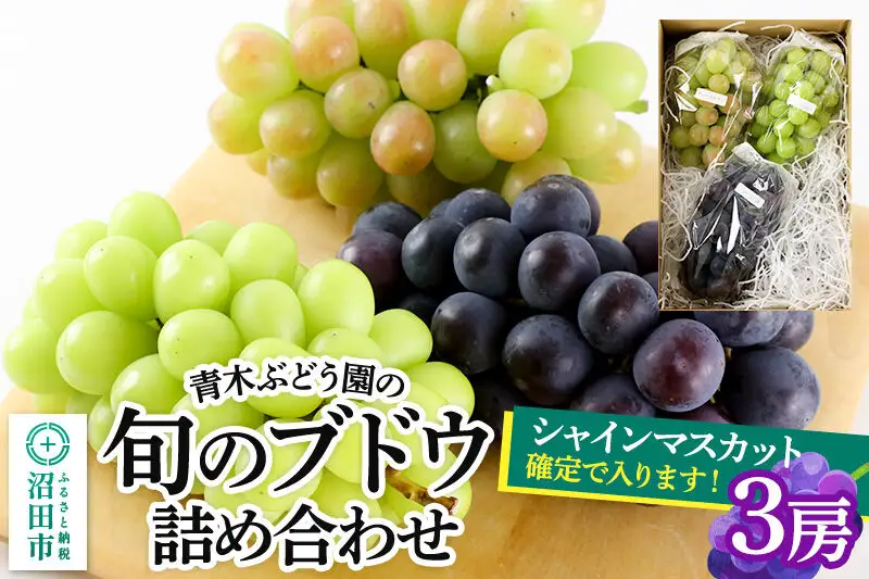 《9月上旬～下旬発送》青木ぶどう園の旬のブドウ詰め合わせ 3房
