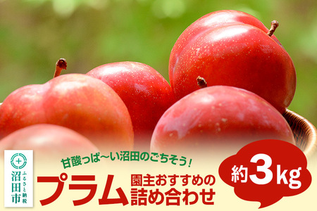 《7月上旬～7月下旬にお届け》 園主おすすめのプラム 約3kg 詰め合わせ フルーツ王国松井