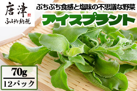 『先行予約』【11月中旬より順次発送】アイスプラント(70g×12パック)ぷちぷち食感 塩味 野菜 天ぷら 生春巻き サラダ スープ しゃぶしゃぶ 炒め物 おひたし