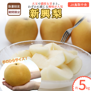 新興梨 【倉吉産】5kg（JA鳥取中央） 梨 果物 フルーツ