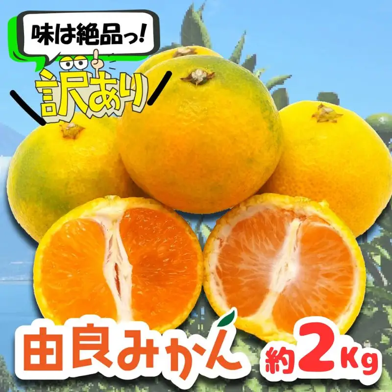 訳あり 由良みかん 約2kg みかん 蜜柑