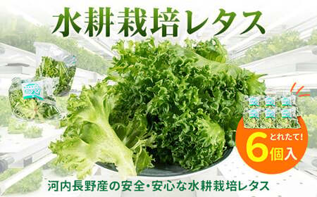 レタス 6個 水耕栽培 フリルレタス  無農薬