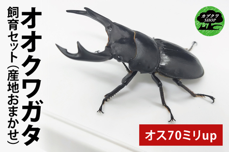 産地おまかせ】【数量限定】オオクワガタオスのみ♂（オス70ミリup