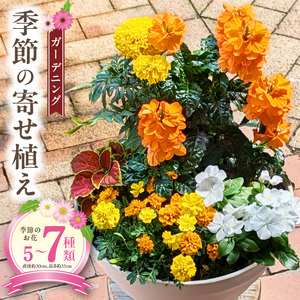 ガーデニング　季節の寄せ植え[142F01] 花 寄せ植え 鉢 鉢植え 花屋 季節 旬 園芸 ガーデニング おまかせ