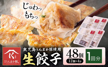 生餃子 鹿児島 うんまか豚 48個 餃子