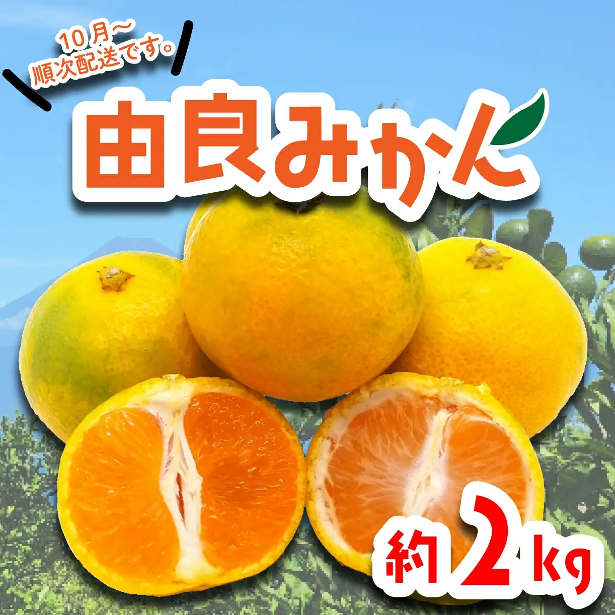 由良みかん 約2kg みかん 蜜柑