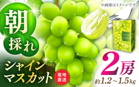 【先行予約】シャインマスカット 2房（約1.2～1.5kg）【城 果樹園】[ZFD001]