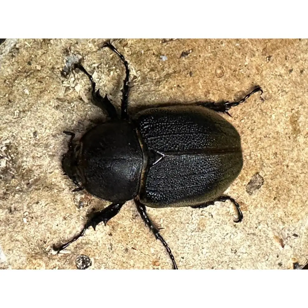 ヘラクレスオオカブト メス 1匹 サイズフリー　※配送不可地域あり