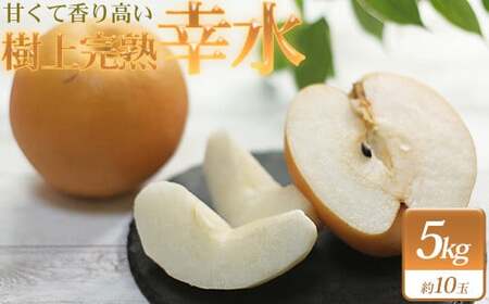 白岡ちば果樹園の樹上完熟　幸水　5kg　【11246-0350】