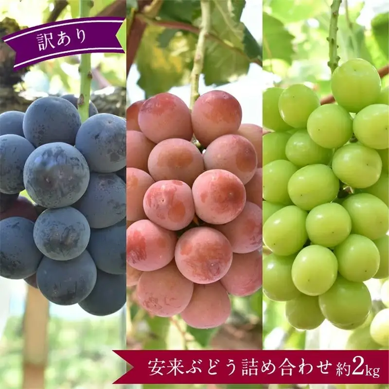 【先行予約・訳あり】 安来ぶどう詰め合わせ 約2kg 【3～4房 数量限定 期間限定 おまかせ 家庭用 先行 受付 ピオーネ 巨峰 クイーンニーナ 安芸クイーン シャインマスカット 瀬戸ジャイアンツ BKシードレス いずれかの種類 ランダム 島根県 安来市】【16-JY-13】