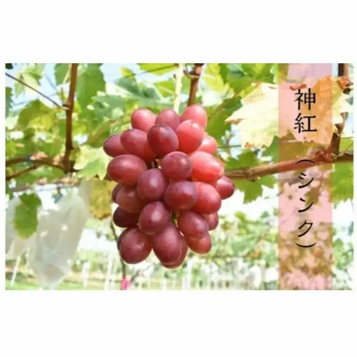 【先行予約】 神紅 2房【島根県オリジナルぶどう 数量限定 希少 ぶどう 種なし 皮ごと しんく 甘い 高糖度 先行 予約 幻のぶどう 島根県 オリジナル 品種 安来市】【55-JY-14】