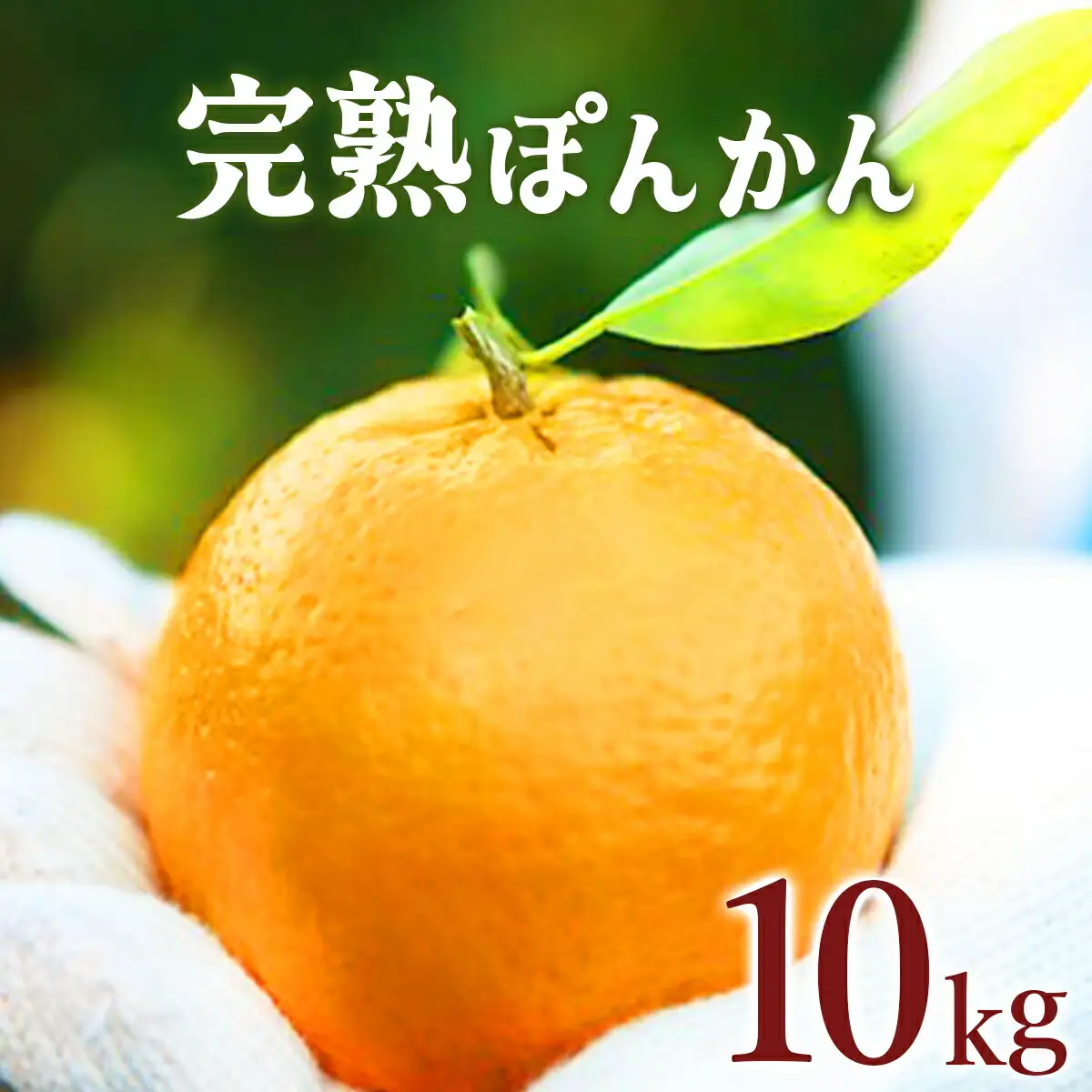 完熟ぽんかん＜10kg＞ 【株式会社フクチャンFARM】
