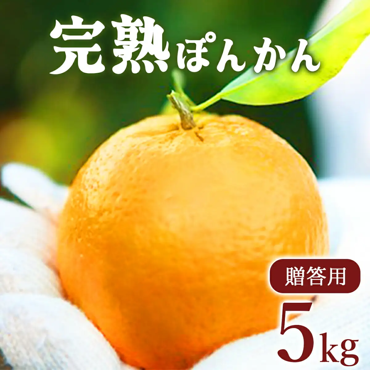 完熟ぽんかん 贈答用 5kg【株式会社フクチャンFARM】