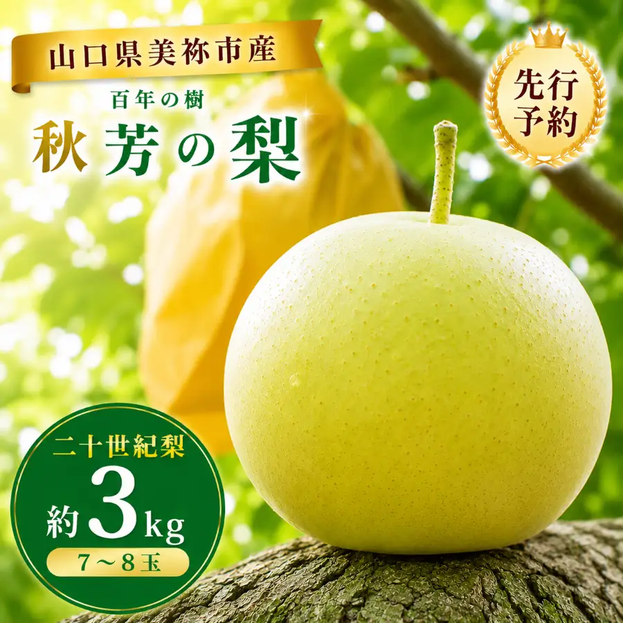 美祢市 二十世紀梨 （約3kg）【先行予約：9月より発送予定】