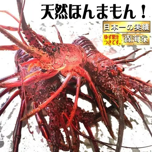 S37-B 伊勢海老＜400～500gランダム＞ 【株式会社森海家】