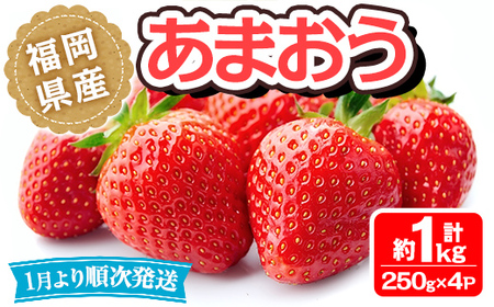 ＜先行予約受付中！2027年1月中旬～3月末に順次発送予定＞福岡県産 あまおう(計約1kg・250g×4P)いちご 苺 フルーツ 果物 くだもの 冷蔵 ＜離島配送不可＞【ksg1490】【エフビーネット】