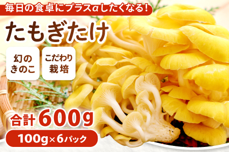 オーガニック菌床たもぎたけ6パック【タモギ茸 きのこ たもぎ茸 キノコ