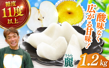 【2026年発送分 先行予約】【化粧箱入り】麗（秋麗）3個入（約1.2kg） / 佐賀県 / 大川三世代 [41AEAB007]