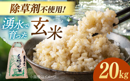 玄米 20kg ノガミファーム お米 桂川町/NOGAMI FARM [ADAU012]