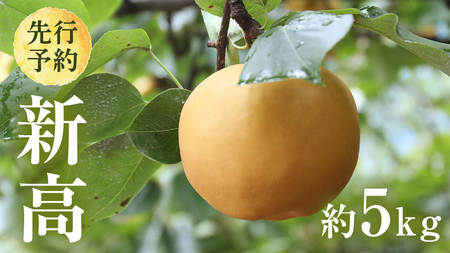 【 2026年9月下旬発送開始 】 茨城県産 梨 新高 （約 5kg ） 6～12玉