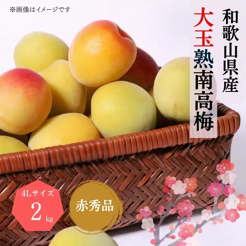 梅【梅干・梅酒用】大玉4Lサイズ約2kg 熟南高生梅 赤秀品＜2026年6月上旬～7月7日発送予定＞【art023A】