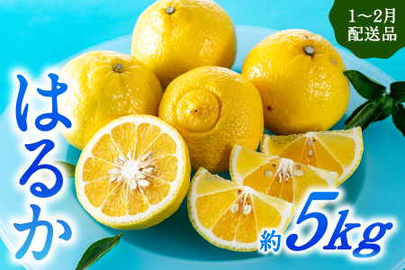 AA090.福岡柑橘王国・はるか／約5kg(2027年1月末～2月末発送予定)