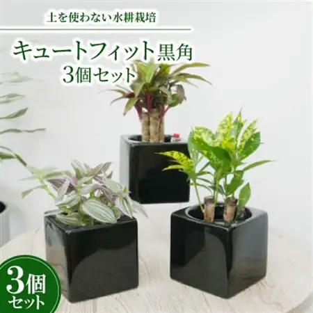 キュートフィット黒角3個セット【オススメの観葉植物でお届け】【1504099】