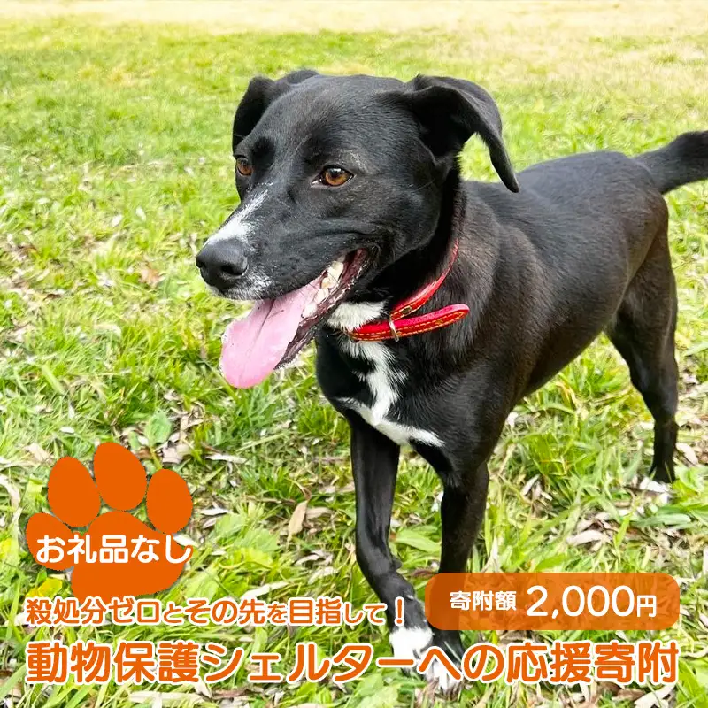 【お礼品なし】殺処分ゼロとその先を目指して！　動物保護シェルターへの応援寄附　2,000円/応援寄付金 返礼品なし お礼の品なし 地元支援 地域支援 ふるさと支援 殺処分 ゼロ 0 感謝 動物愛護 イヌ 犬 ネコ 猫 助ける命 小さな命 保護犬 保護ネコ どうぶつ 環境整備 ボランティア 慈善事業 岩手県 矢巾町