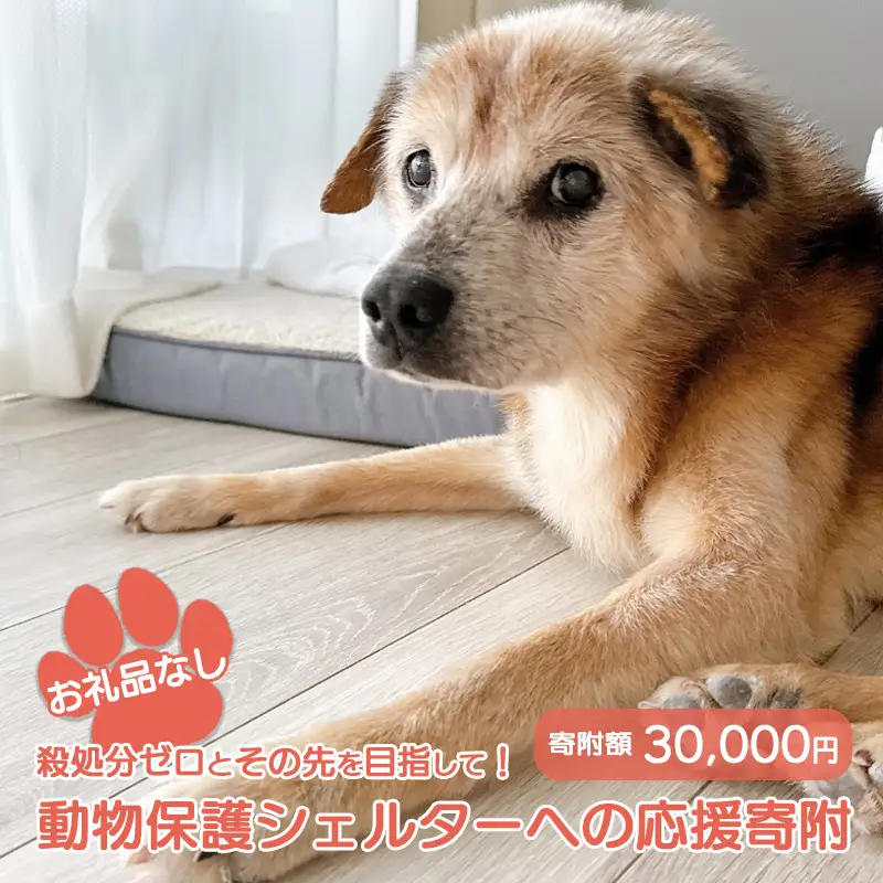 【お礼品なし】殺処分ゼロとその先を目指して！　動物保護シェルターへの応援寄附　30,000円/応援寄付金 返礼品なし お礼の品なし 地元支援 地域支援 ふるさと支援 殺処分 ゼロ 0 感謝 動物愛護 イヌ 犬 ネコ 猫 助ける命 小さな命 保護犬 保護ネコ どうぶつ 環境整備 ボランティア 慈善事業 岩手県 矢巾町
