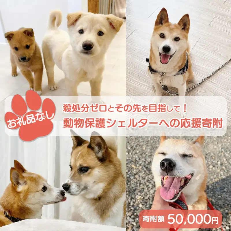 【お礼品なし】殺処分ゼロとその先を目指して！　動物保護シェルターへの応援寄附　50,000円/応援寄付金 返礼品なし お礼の品なし 地元支援 地域支援 ふるさと支援 殺処分 ゼロ 0 感謝 動物愛護 イヌ 犬 ネコ 猫 助ける命 小さな命 保護犬 保護ネコ どうぶつ 環境整備 ボランティア 慈善事業 岩手県 矢巾町