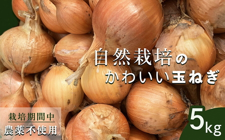 玉ねぎ 5kg かわいい玉ねぎ かたもとオーガニックファーム