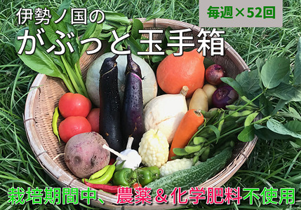 伊勢ノ国のがぶっと野菜玉手箱　：　毎週1回定期便（大人4人1週間分）52回【52-1】