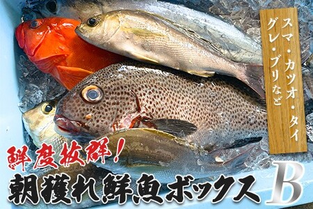 鮮度抜群 朝獲れ鮮魚ボックスB 3kg以上 冷蔵 当日仕入れ 当日発送 刺身 高知県 大月町