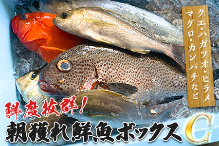 鮮度抜群 朝獲れ鮮魚ボックスC 3kg以上 高級魚 冷蔵 当日仕入れ 当日発送 刺身 高知県 大月町